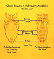 This illustration depicts a ventral view of two me