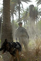 Military working dogs supplement sweep operation