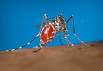 This image depicts an Aedes albopictus female mosq