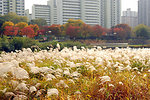 Tancheon Yongin-si Jukjeon Area(a field of reeds) 한국어:  탄천 용인 죽전지구(갈대밭)