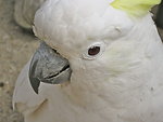 Cacatua galerita Sulphur-crested Cockatoo; close-up of head.