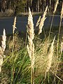 Calamagrostis epigejos Deutsch:  Landreitgras