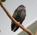 Nicobar Pigeon (Caloenas nicobarica) at the Rosamond Gifford Zoo, Syracuse, New York.