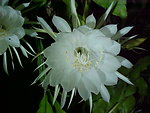 Epiphyllum oxypetalum. Foto tomada pelo autor do texto em sua residência.