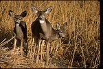 Mule Deer near Burns, Oregon.