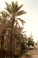 View of a minaret near a palm grove of Gabes, Tunisia