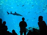 Photo by Angela Grider. Sawfish in the viewing theatre at the Georgia Aquarium.