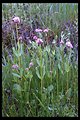 Rosey Plectritis or Sea Blush (Plectritis congesta) near Shady Cove.