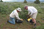Volunteers work with BLM to remove over a 100 miles of old fence.  