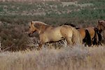 Kiger horses roam the plateaus of the Kiger Wildhorse Herd Management Area near Steens Mountain in Southeastern Oregon.