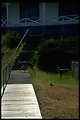 Deer walk between the Turn Point lighthouse and the living quarters.