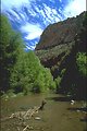 Lush riparian tree growth lines up along the banks of the creek in the western canyon.