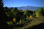 Aspen and other trees in Centennial Mountains overlooking Centennial Valley