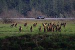 Elk at the Dean Creek Watchable Wildlife site near Reedsport, Oregon.