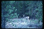 Deer  Wildlife  USRD  Upper Snake River District