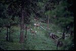 Deer in forest setting.