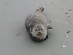  A harbor seal pup. 