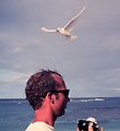  White terns or fairy terns, Gygis alba, in flight over the head of Jim McVey. 