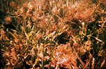  Seagrass extending offshore from mangrove shoreline Red algae covering seagrass is particularly important as chemical cue for larval settlement of spiny lobster post-larvae 