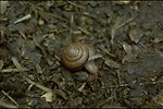 Rogue River - Snail on Rogue River trail.