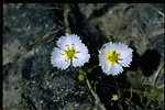 Medium shot of Fringed Water Plantain wildflowers.