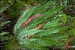 Rogue River, above Sterling Mine Ditch - Sword Fern.