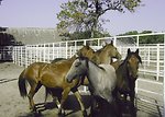 Wild horses in the Palomino Valley, Valley Adoption Center.