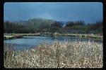 Reeds in a riparian area  LSRD  Lower Snake River District