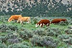 Livestock grazing on BLM lands near Price, Utah.