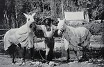  Horses and man covered for mosquitoes. 141st Meridian Survey. 
