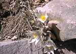 Close-up of a white sego lily.