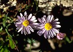 This is the European species of aster to which the generic name Aster is attached.