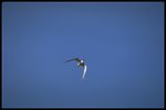 Far shot of Tern in flight, Lakeview District.
