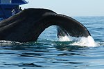  Tail of sperm whale at beginning of dive. 
