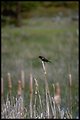 Far shot of Red Winged Blackbird, Lakeview District.