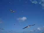  Sooty terns in flight 