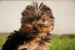 Italiano:  Yorkshire Terrier.