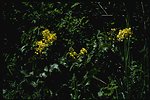 Medium shot of Oregon Grape bloom.
