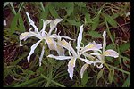 Yellow-leaved Iris, also called the Wild Iris, (Iris chrysophylla) near Highway 227 west of Trail, OR.