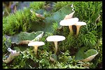 Mushrooms and moss along the Rogue River Trail near Prospect, OR.