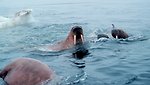  Walrus  - Odobenus rosmarus divergens - swimming in the ice floes in the Bering Sea. 