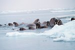  Walrus  - Odobenus rosmarus divergens - hauled out on Bering Sea ice. 