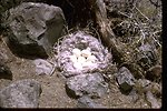 Close-up of a goose's nest in the Deschutes River area.  