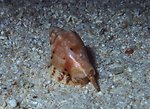  One Tree Reef. Snail with extended feeding proscis and radula. 