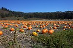  A pumpkin patch along Highway 1 north of Davenport. 