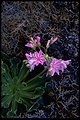 Medium shot of imperial lewisia (Lewisia cotyledon var. howellii).