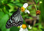 Butterfly photographed at bohol
