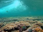  Fivestripe (Thalassoma quinquevittatum) wrasse in foreground with breaking wave over shallow reef 