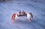  Ghost crab 