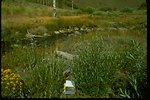 Riparian recovery after change in management in Steens.